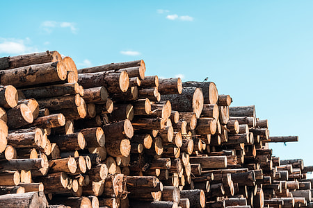 Little Bird on Pile of Felled Wood Logs thumbnail