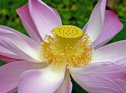 macro photography of pink lotus flower thumbnail