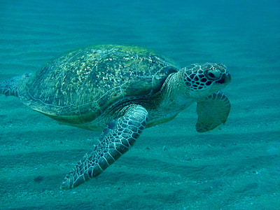 sea turtle thumbnail