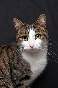brown tabby cat thumbnail
