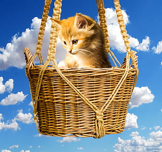 orange tabby kitten in wicker basket thumbnail