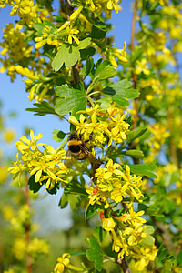 bumble bee on yellow petaled flowers during daytime thumbnail