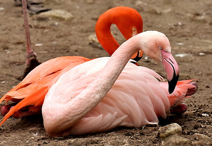 shallow focus photography of pink flamingo thumbnail