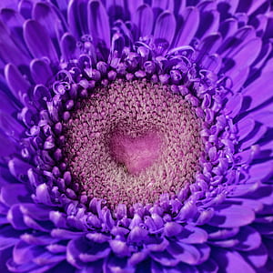 close-up photo of purple chrysanthemum thumbnail