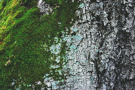 Closeup shot of moss and tree bark texture thumbnail