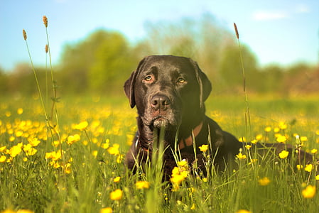 black dog lying on yellow flower field thumbnail