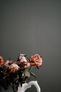 dried red roses thumbnail
