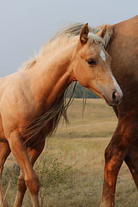 brown horse on grass field thumbnail