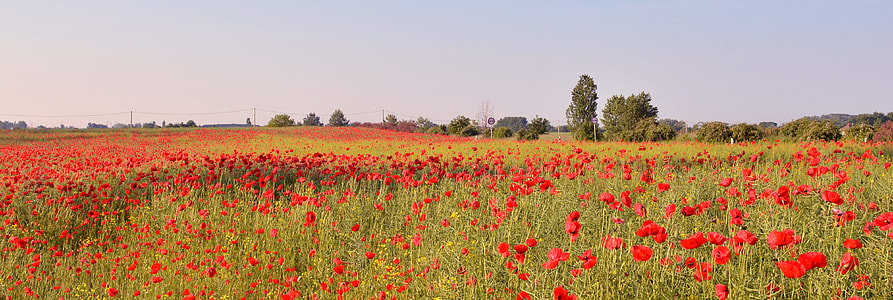 bed of red poppy flowers thumbnail