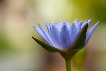 blue lotus blooming during daytime thumbnail