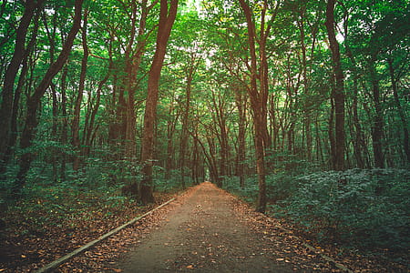 Pathway Between Trees thumbnail