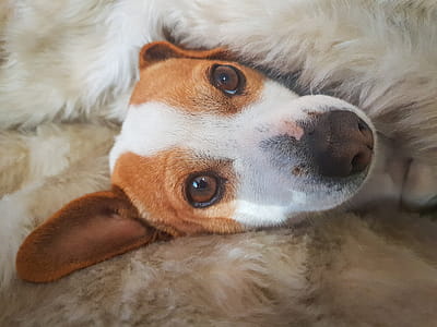 Short-coated White and Tan Puppy thumbnail