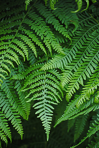 green leaves thumbnail