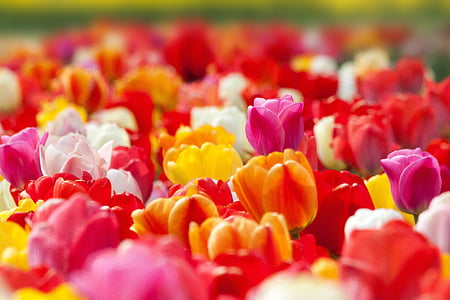 close-up photo of assorted-colored petaled flowers thumbnail