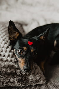 A dog with heart on head thumbnail