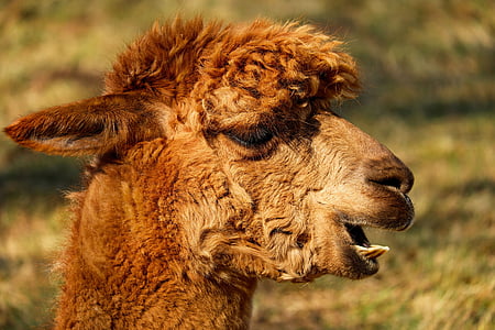 shallow focus of brown llama thumbnail