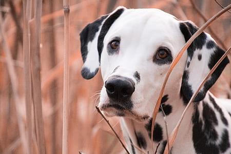 adult dalmatian on grasses thumbnail