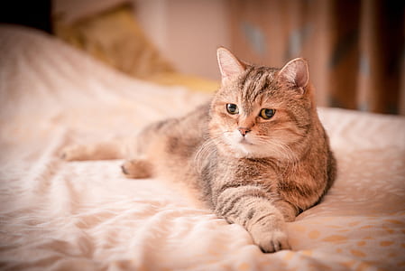 gray cat lying on bed thumbnail