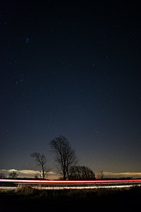 bare trees during nighttime thumbnail