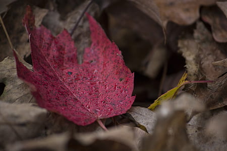 closeup photography of red maple leaf thumbnail