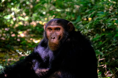Monkey Sitting Beside Plant thumbnail