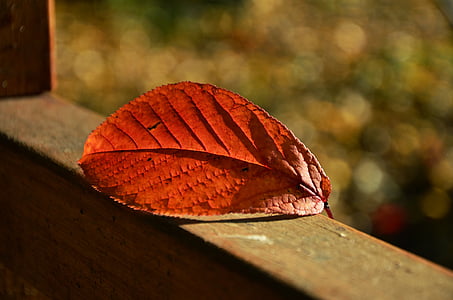 red leaf thumbnail