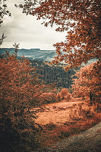 Landscape Photography of Mountains and Trees thumbnail
