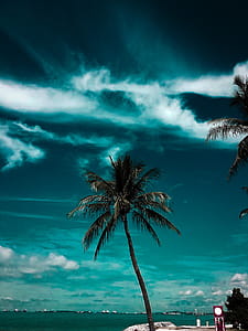 Coconut Tree Near Body Of Water thumbnail