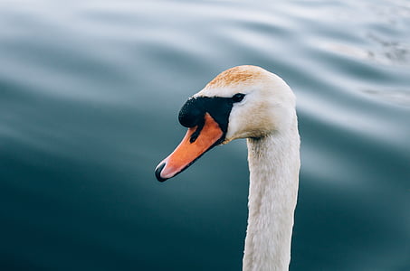 close-up photo of swan head near body of water thumbnail