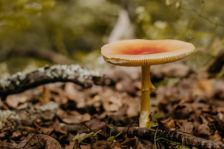beige mushroom near dried leaves thumbnail
