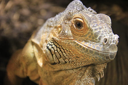 Brown Commodo Dragon thumbnail