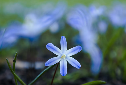 white and blue petal flower thumbnail