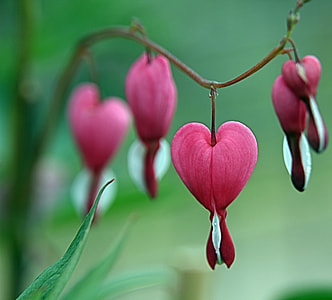 close-up photo of red Bleeding Heart  flower thumbnail