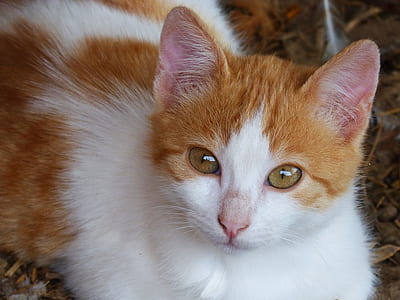 orange and white ca sitting on brown surface thumbnail