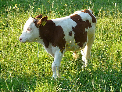 brown and white cattle on grass fied thumbnail