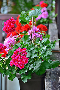 closeup photo of pink petaled flowers thumbnail