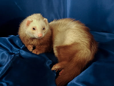 brown animal lying on textile thumbnail