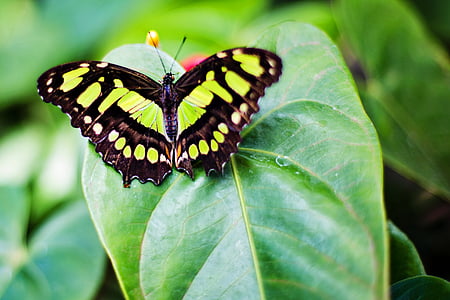 malachite butterfly on green leaf plant thumbnail