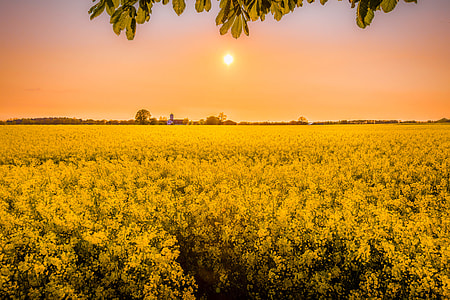 yellow Rapeseed field during golden hour thumbnail