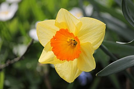 selective focus photography of yellow and orange daffodil flower in bloom thumbnail