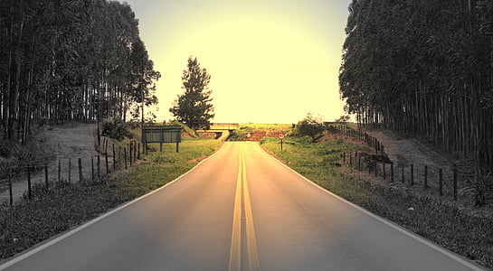 road surrounded with trees at daytime thumbnail
