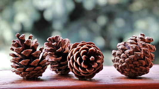 selective focus photography of four pine cones on brown board thumbnail