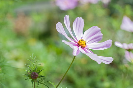 pink flowering plant thumbnail