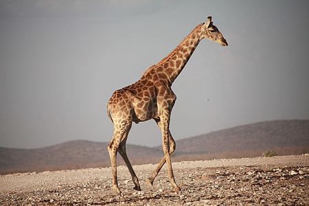 brown giraffe on brown stone thumbnail
