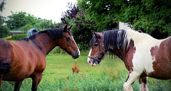 two horses facing each other while on grass field thumbnail