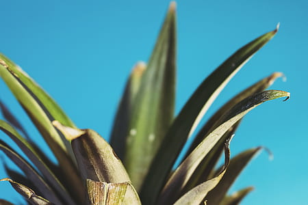 Green Leaf thumbnail
