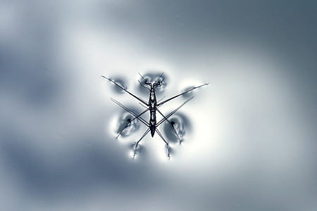 water, insect, water strider, gerridae thumbnail