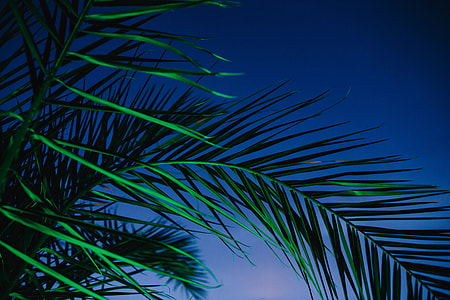 Illuminated palm trees thumbnail
