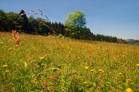 Spring Meadow, Flower Meadow thumbnail