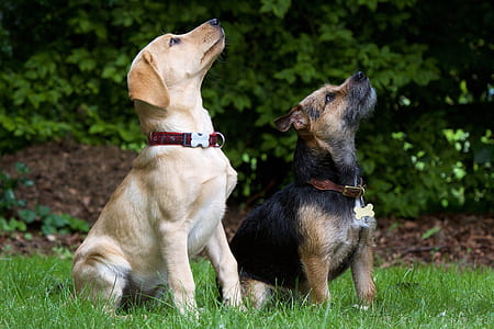 two yellow Labrador retriever puppy and border terrier sitting on grass near tall trees at daytime thumbnail